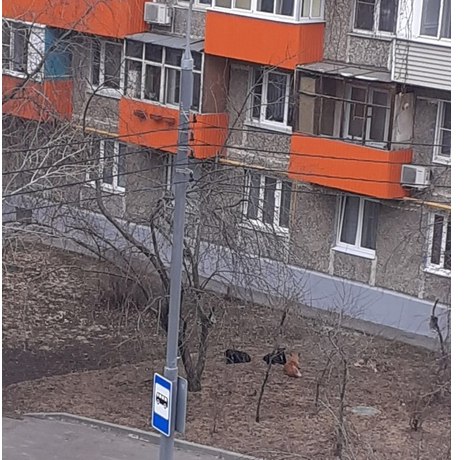 Под балконами на Малахитовой собаки устроили  зону отдыха