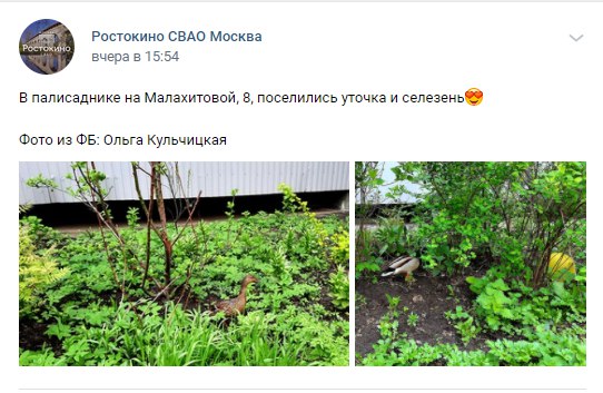 Фото дня: уточка и селезень поселились во дворе на Малахитовой